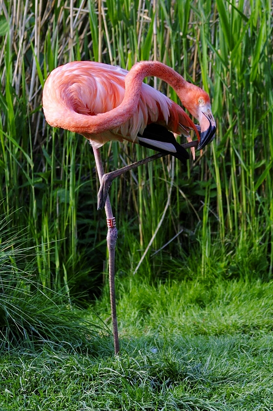 Plameňák kubánský. Foto: archiv Zoo Praha